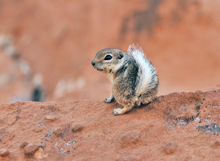 Ammospermophilus leucurus