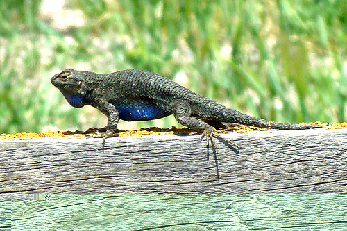 Sceloporus occidentalis