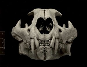 Felis californica, anterior skull, from Placer Co., CA - MVZ Archives