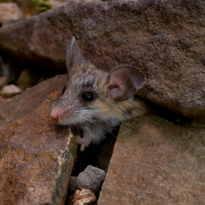 A Cactus Mouse sticks its head out of a rock crevice. (Jack Daynes photo)