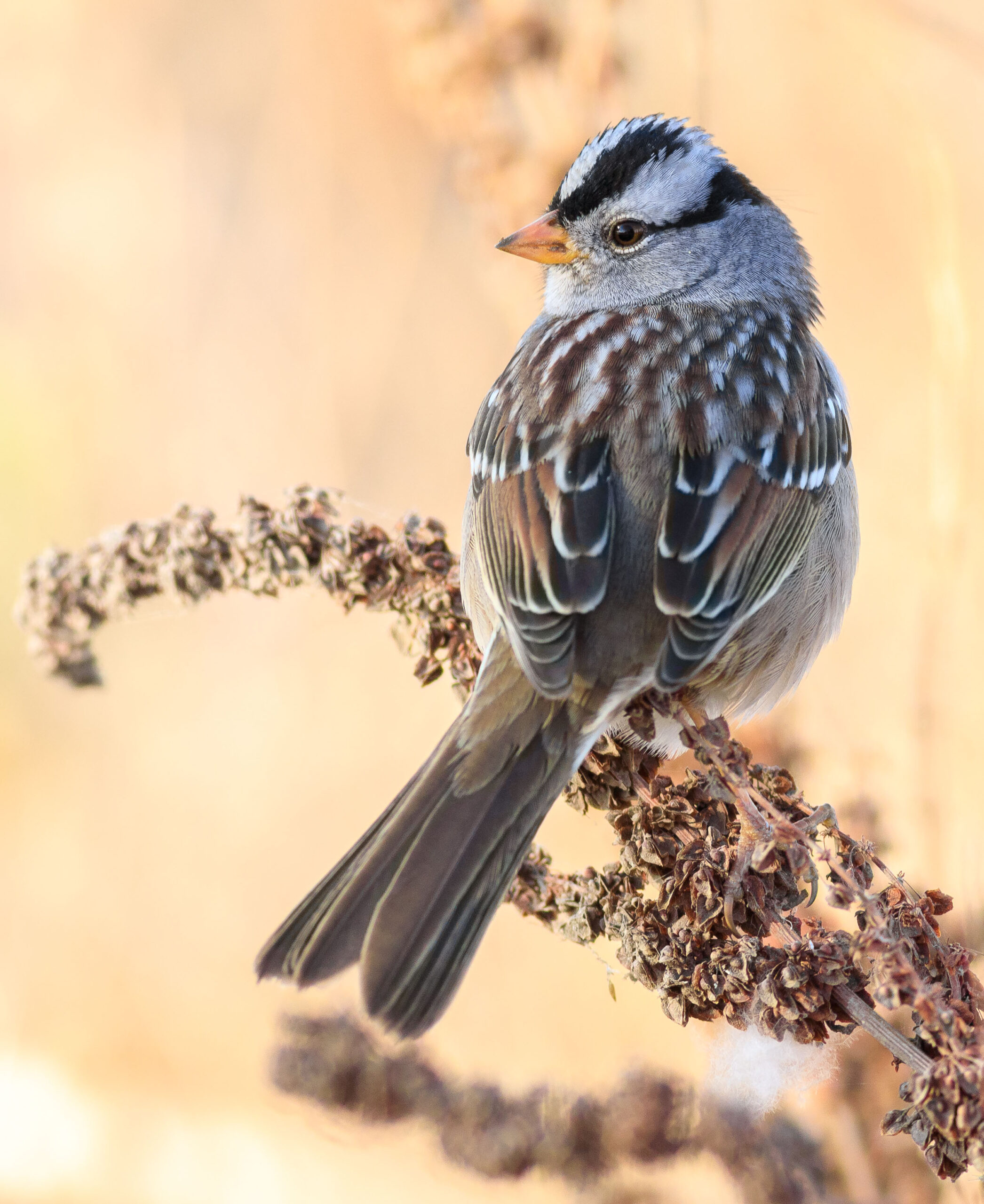 Photo of White-crowned sparrow